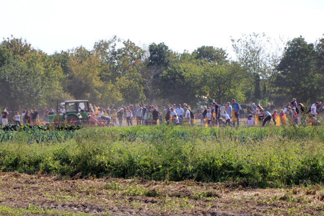 Potato Festival Domäne Dahlem Berlin