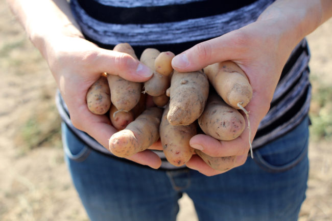 Potato Festival Domäne Dahlem Berlin