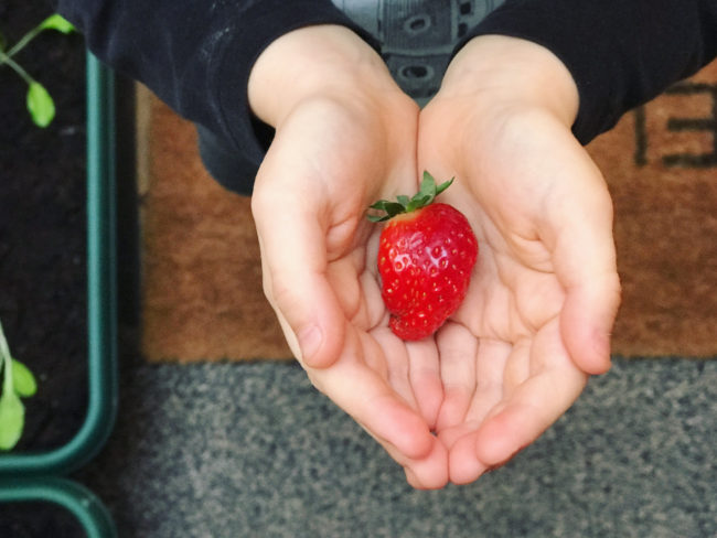 Urban gardening strawberry