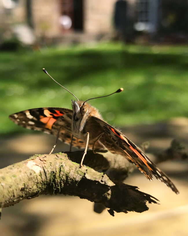 Raising Butterflies