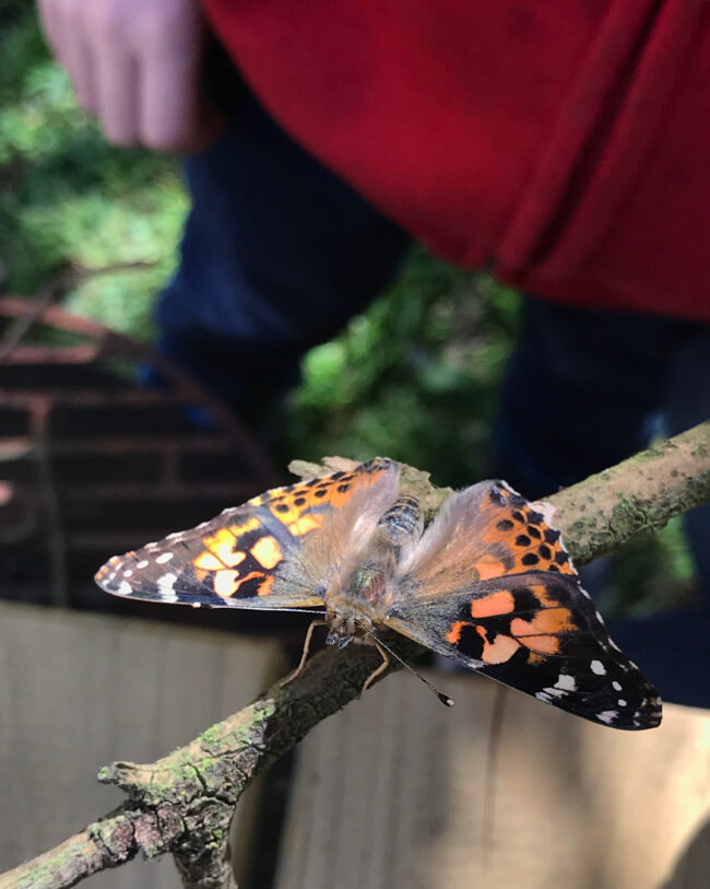 Raising Butterflies