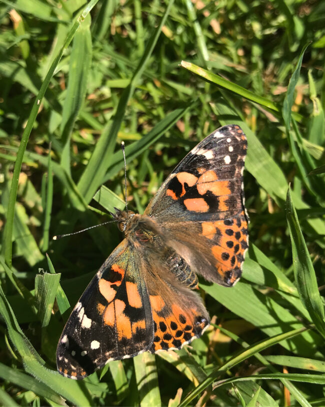 Raising Butterflies