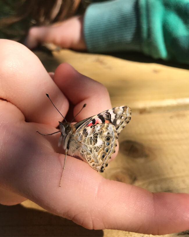 Raising Butterflies