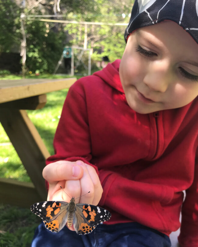 Raising Butterflies