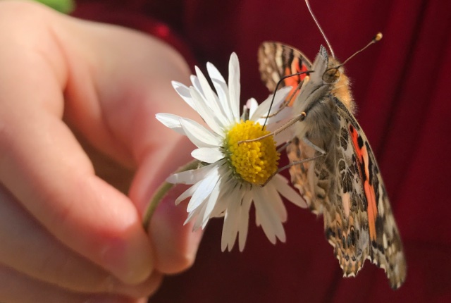 Raising Butterflies with Insect Lore