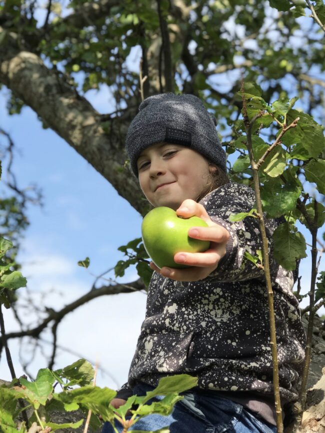 Apple Picking