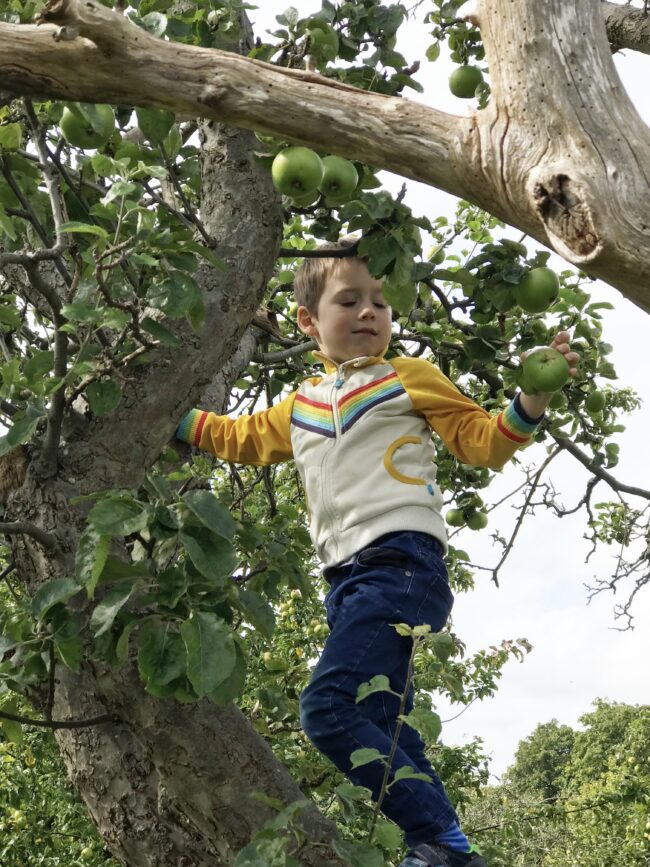 Apple Picking