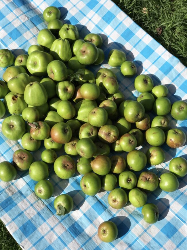 Foraged Apples