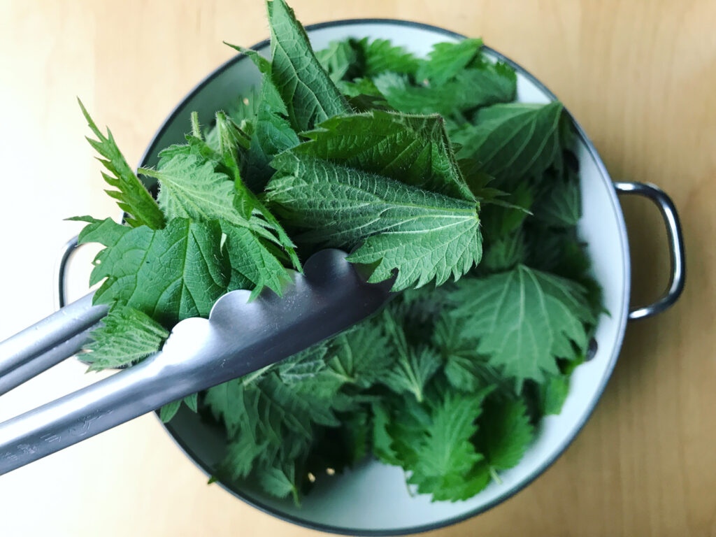 foraged nettle pesto