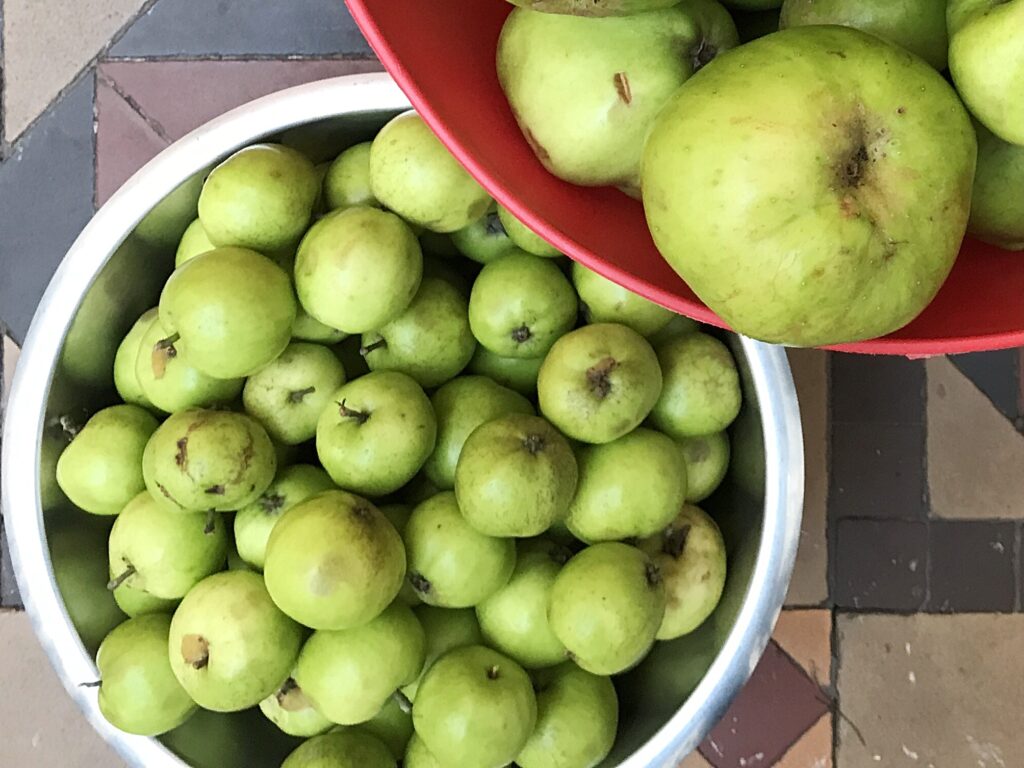 crab apples