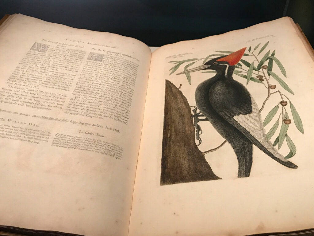 Audubon's Birds of America National Museums Scotland