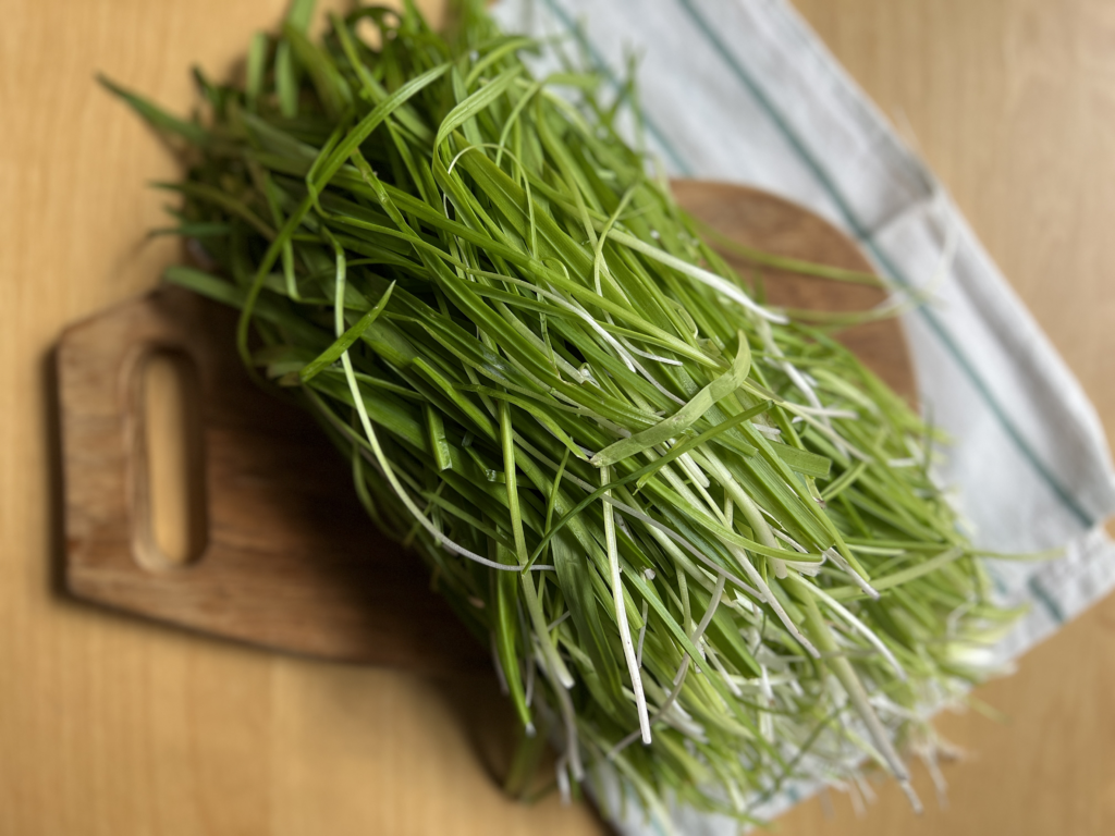 Foraged wild garlic few-flowered leek