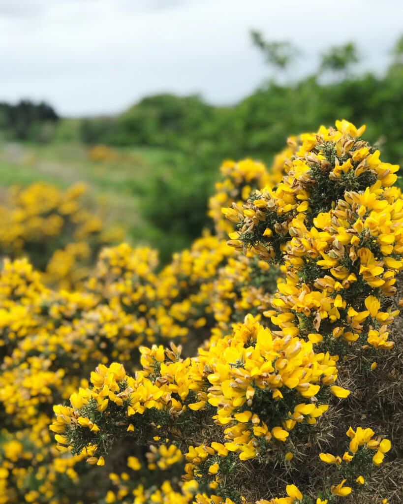 Gorse flowers in Edinburgh