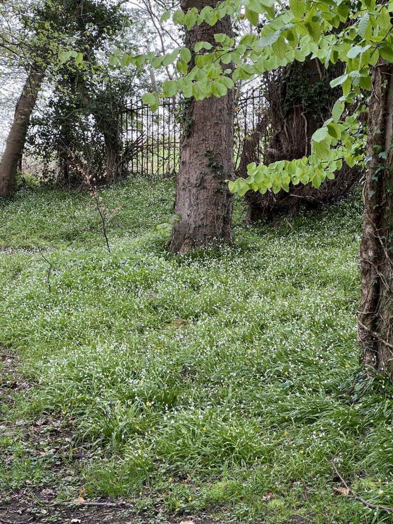 Few-flowered garlic growing in the woods