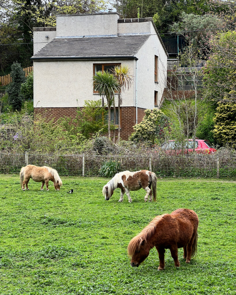 Playpark by Horses in Edinburgh Cramond