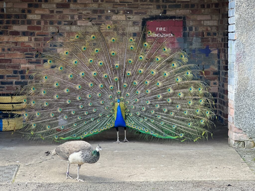 Pittencrieff Park Peacock Sanctuary