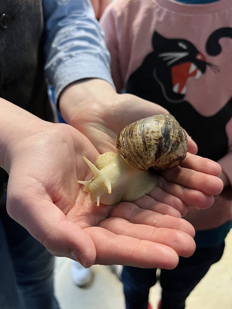 Deep Sea World giant African land snail