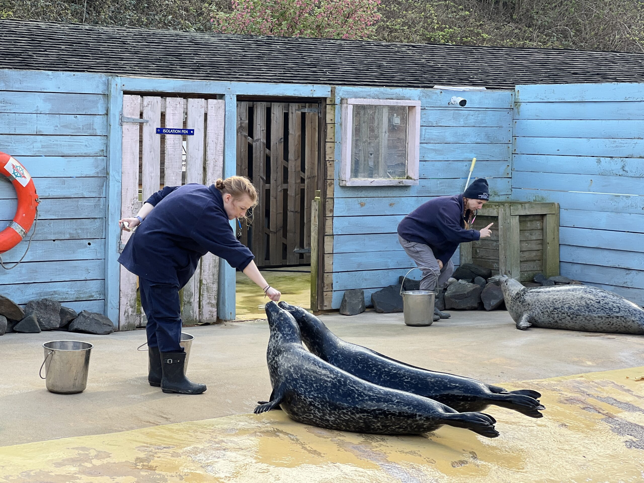 Deep Sea World seal performance