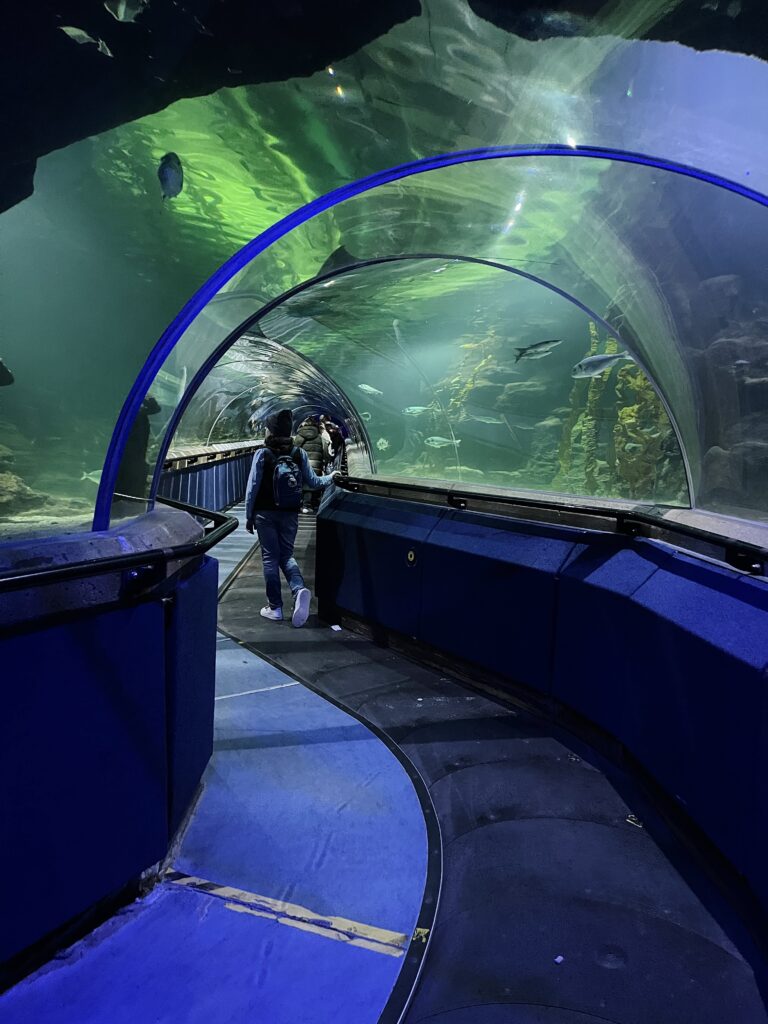 Deep Sea World underwater tunnel