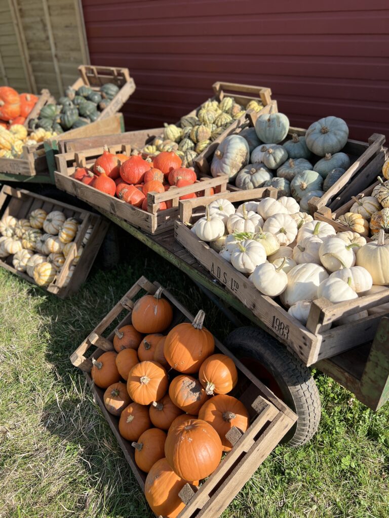 Kilduff Farm Culinary Pumpkins