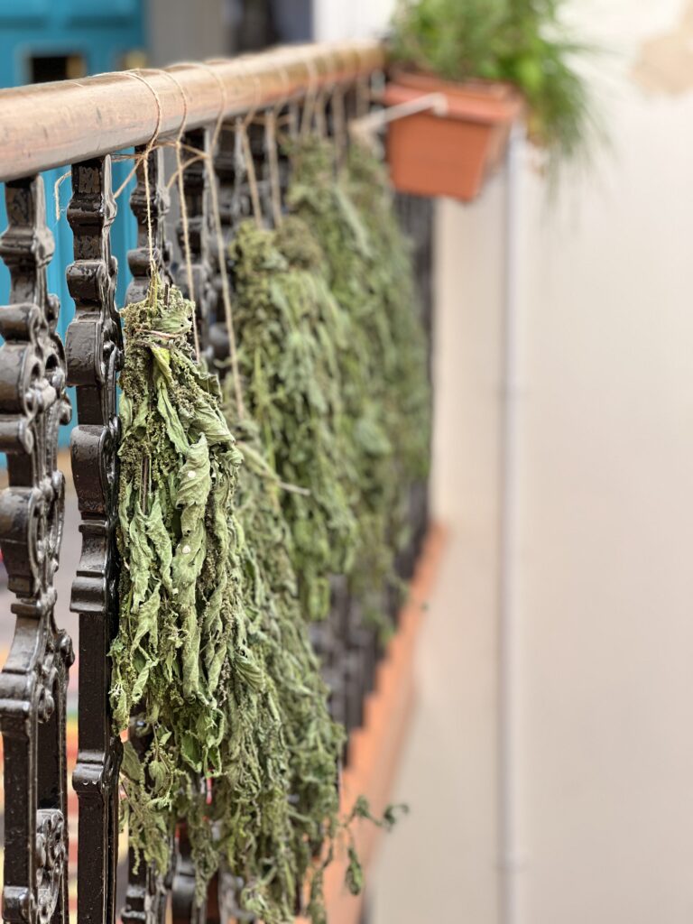 nettle plants hanging up to dry