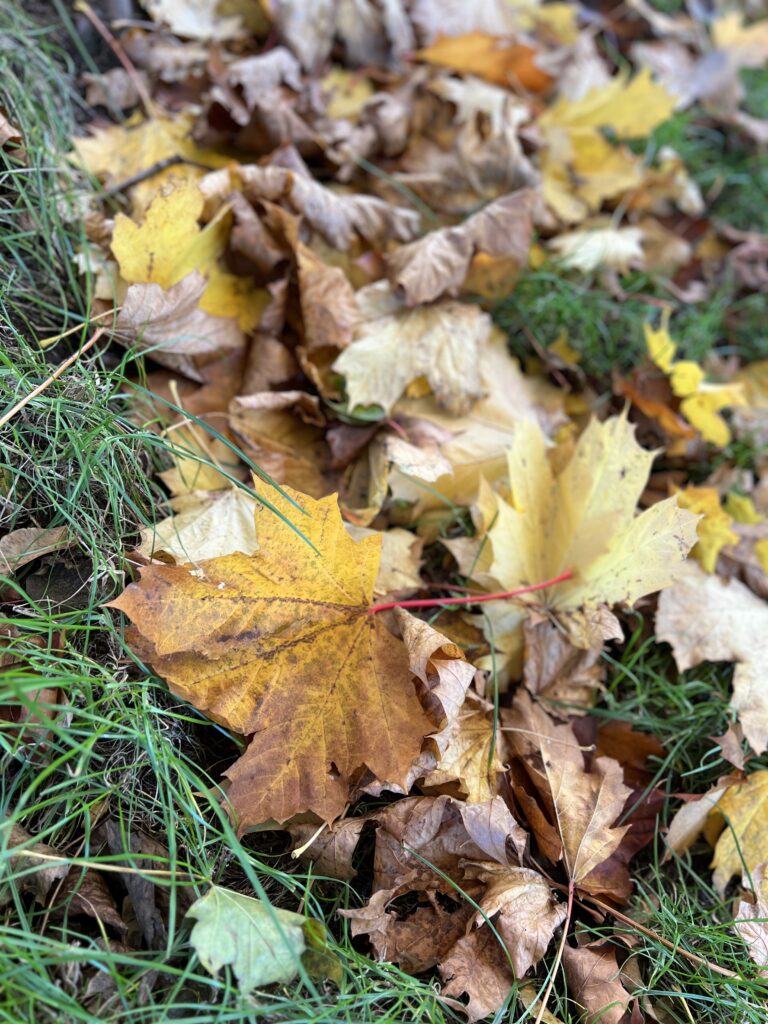 Colourful Autumn leaves