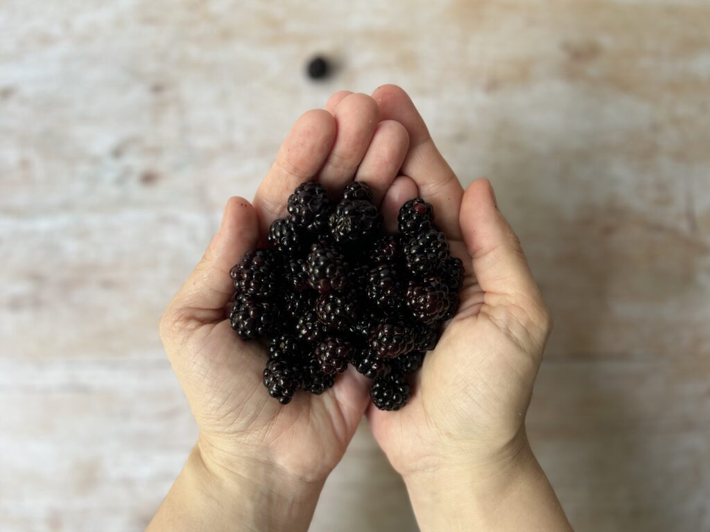 handful of brambles