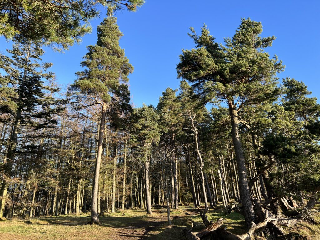 Walking through the woods at Bonaly Country Park