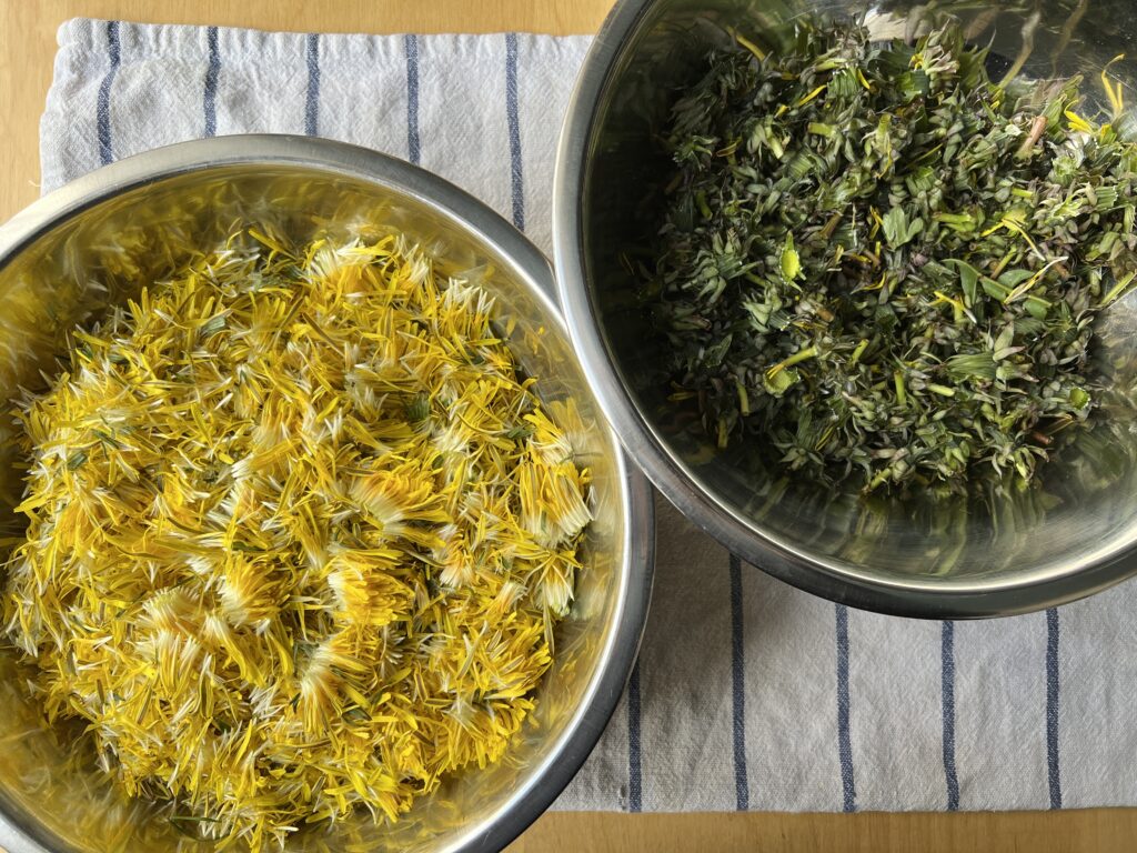 Dandelion petals being prepared for cooking