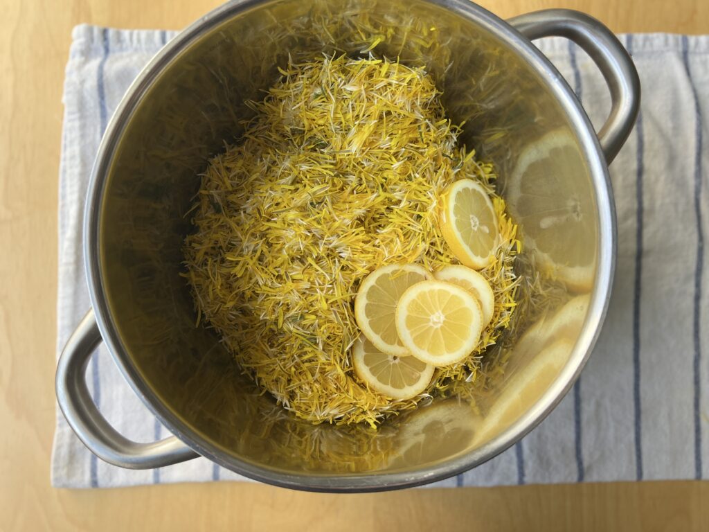 Making a dandelion cordial infusion