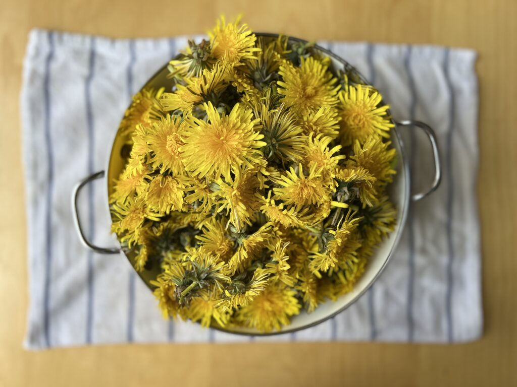 A colander full of dandelions