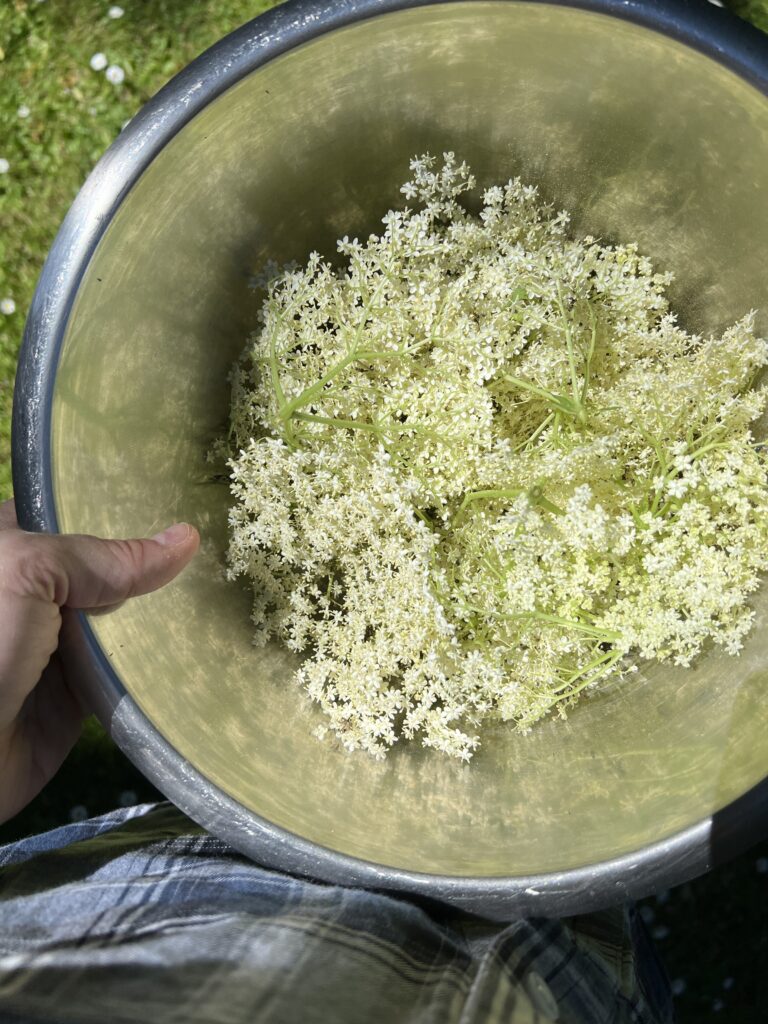 Elderflower heads in a bowl