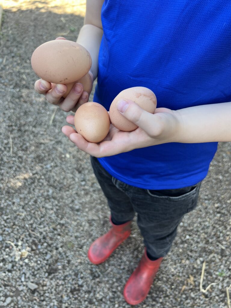 Menagerie Edinburgh Eggs