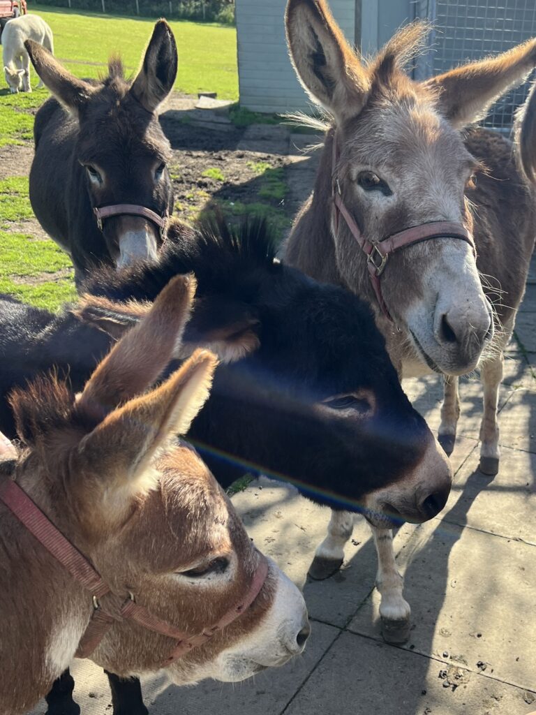 Menagerie Edinburgh Donkeys