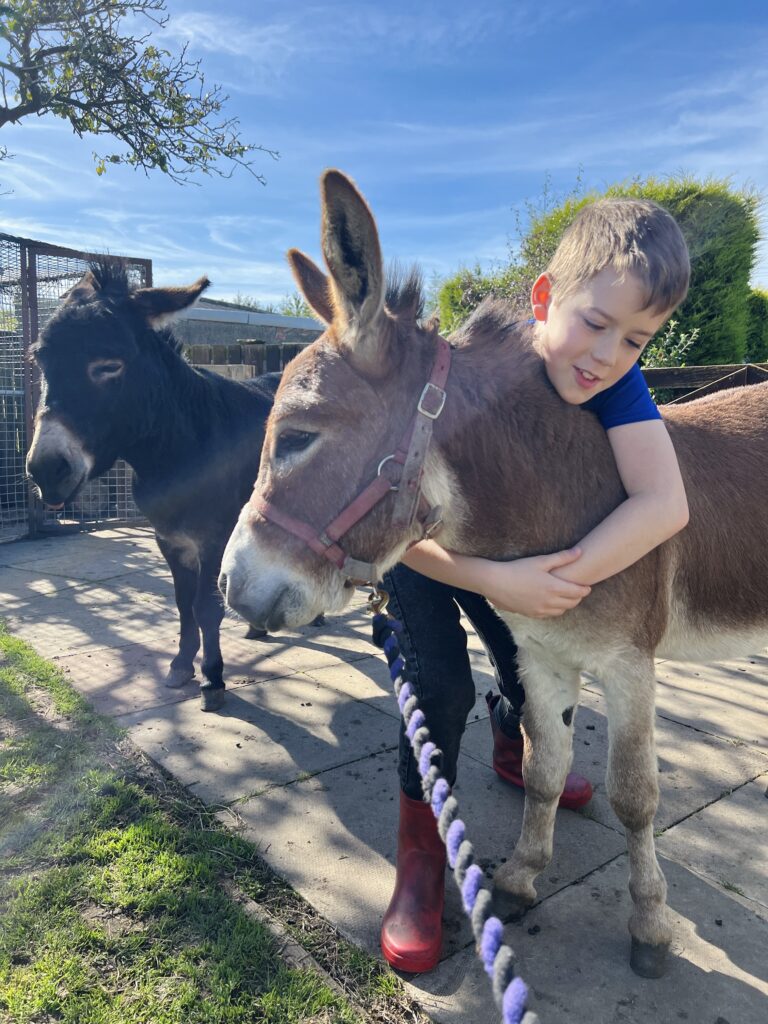 Menagerie Edinburgh Donkeys