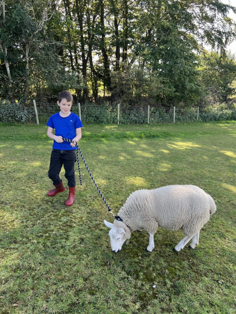 Menagerie Edinburgh Sheep