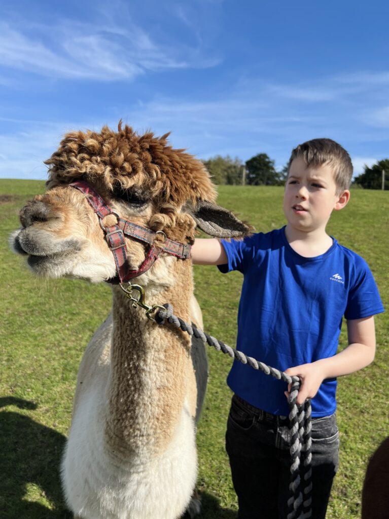 Menagerie Edinburgh Alpaca