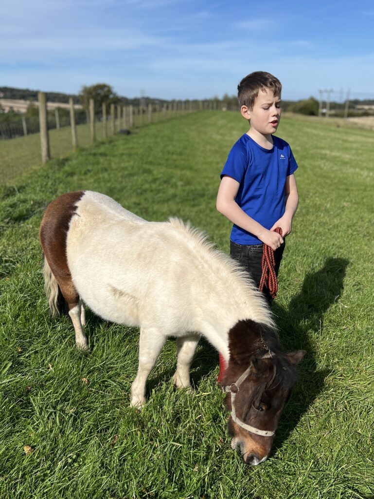 Menagerie Edinburgh Shetland Pony