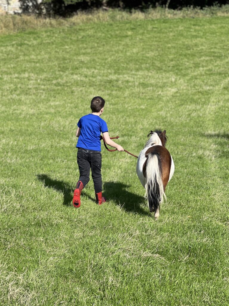 Shetland Pony