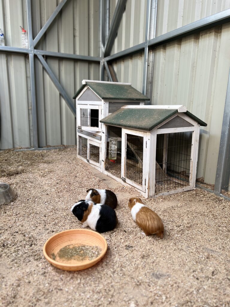 Menagerie Edinburgh Guinea Pigs