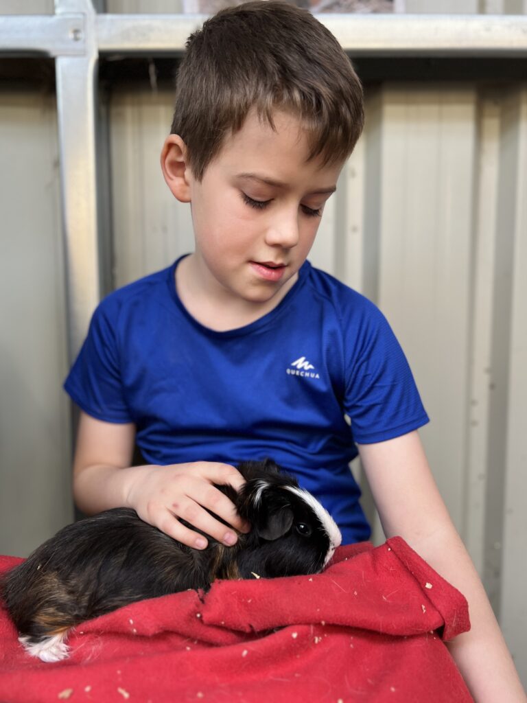 Menagerie Edinburgh Guinea Pig